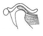 Diagram of the temporomandibular joint (TMJ) from Pasadena dentist Dr. Arash Azarbal.